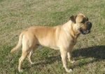 Bullmastiff / Germanski ovcar mix