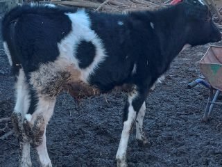 inbound5366701098115864303