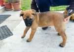 Bullmastiff / Germanski ovcar mix