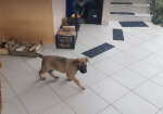 Bullmastiff / Germanski ovcar mix
