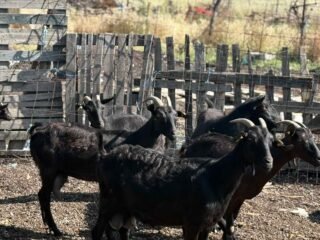 IMG-b636c11ef24c7dd9cae4163bf198445d-V