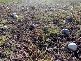 inbound3715909825728312296