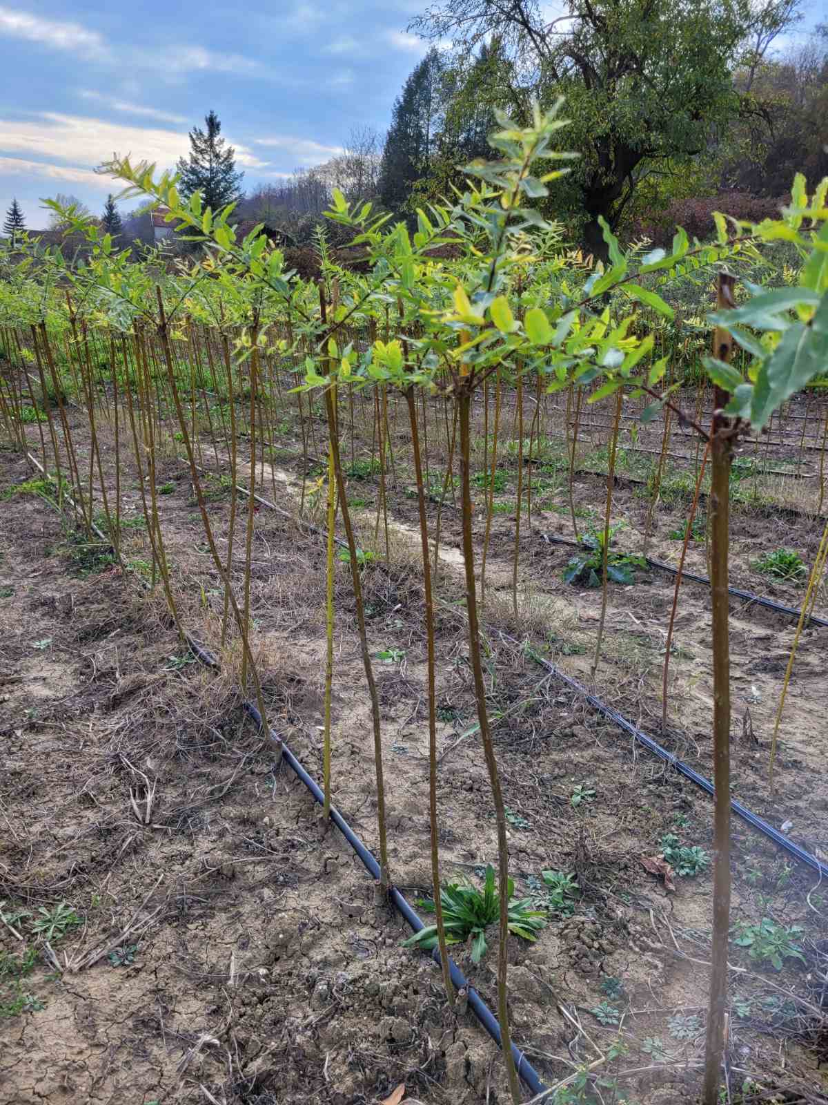 Овошни садници