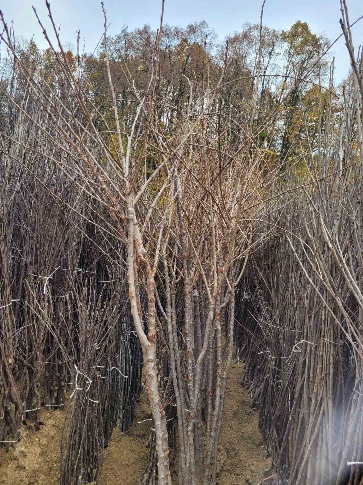 Овошни садници