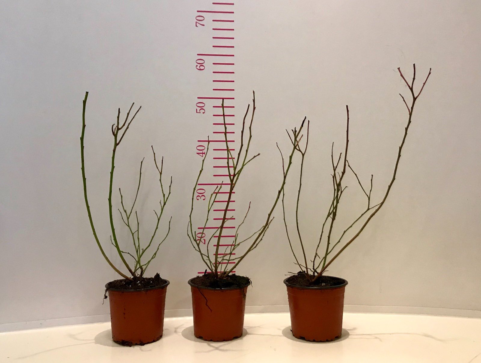 Овошни садници