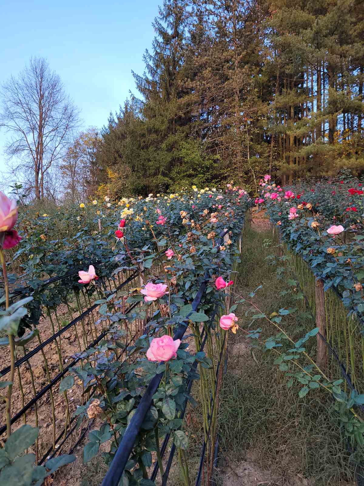 Овошни садници