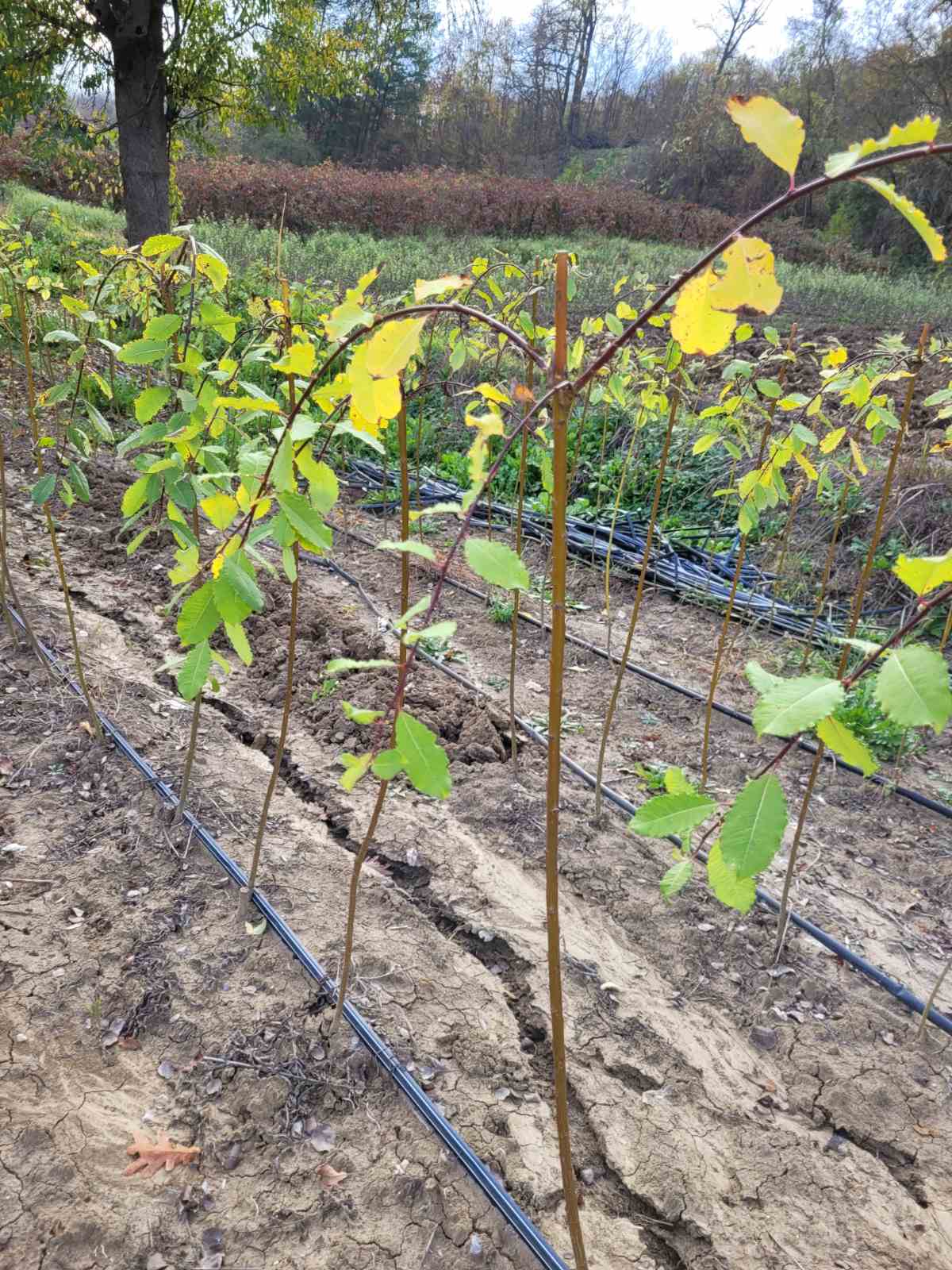 Овошни садници