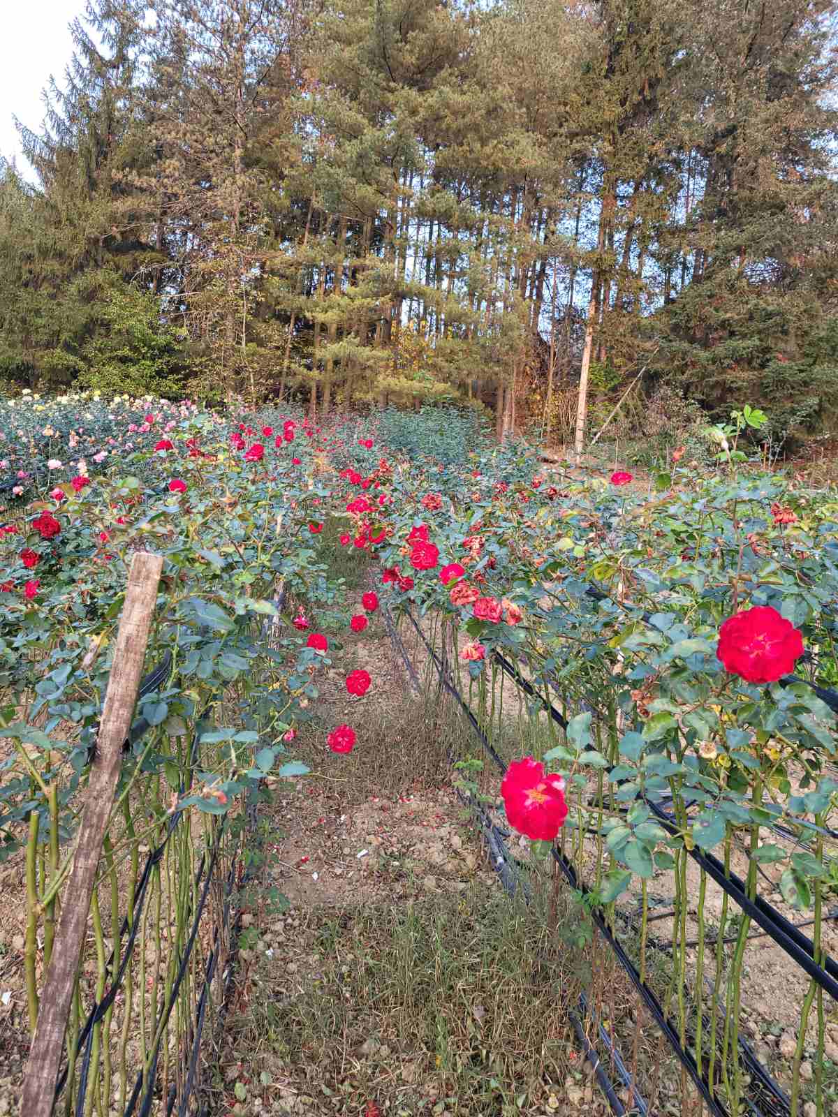 Овошни садници