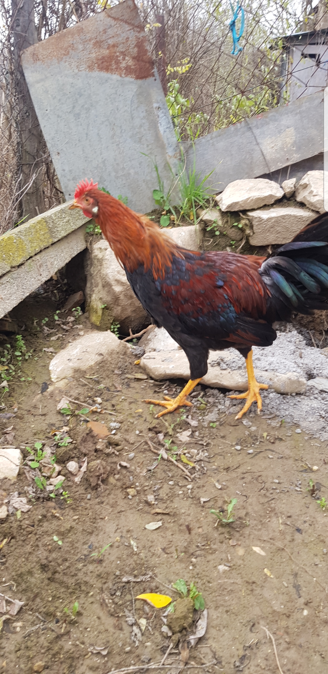 Italian gold 4 meseci