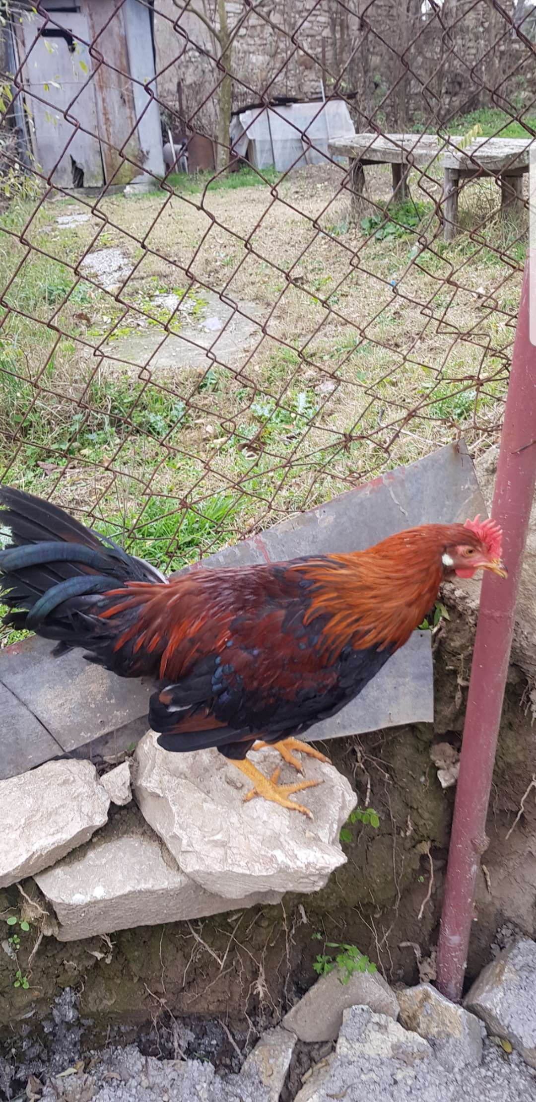 Italian gold 4 meseci