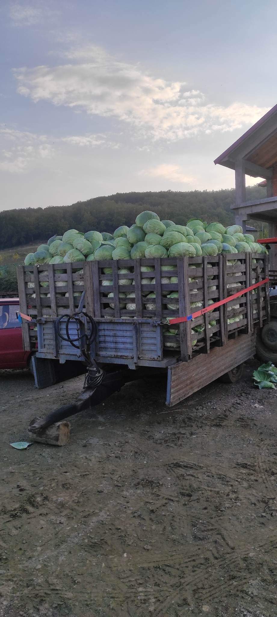 se prodava zelka 50 do 60 tona. golemina od 4 do 6kg