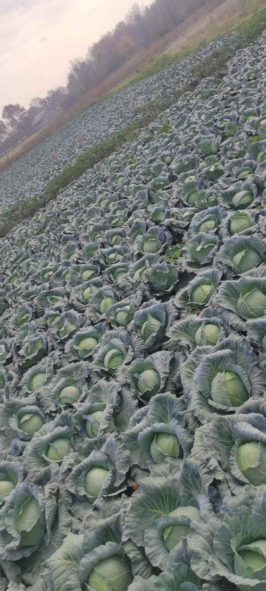 se prodava zelka 50 do 60 tona. golemina od 4 do 6kg