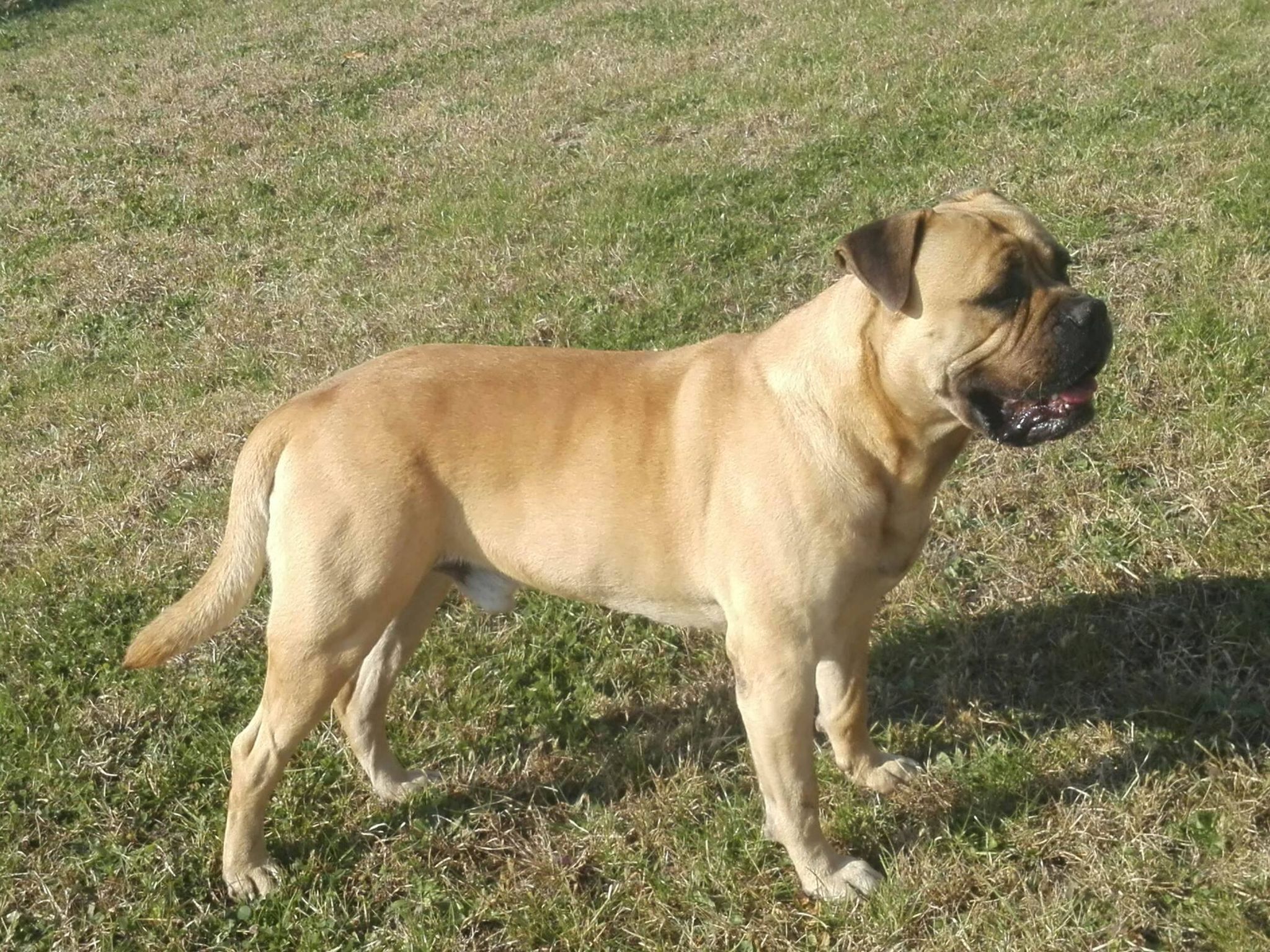 Bullmastiff / Germanski ovcar mix