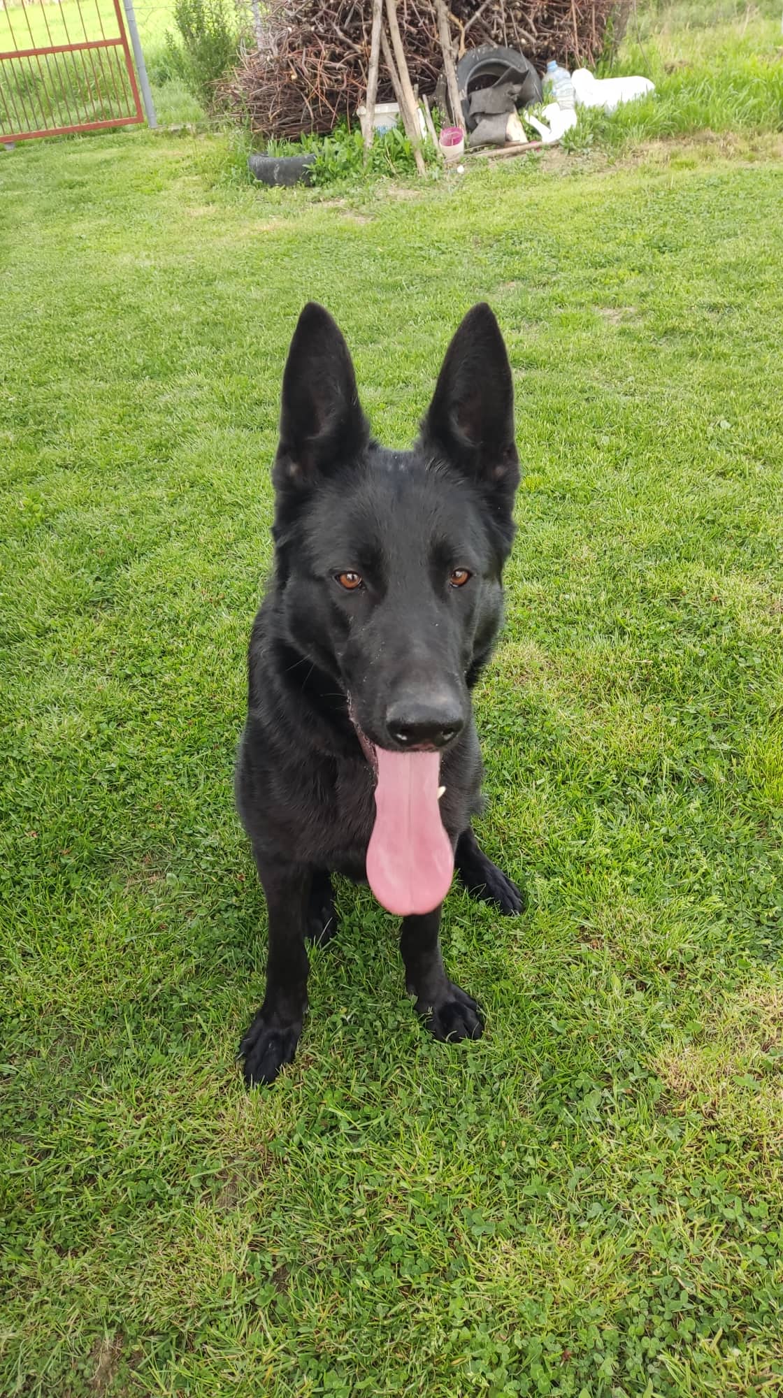 Bullmastiff / Germanski ovcar mix