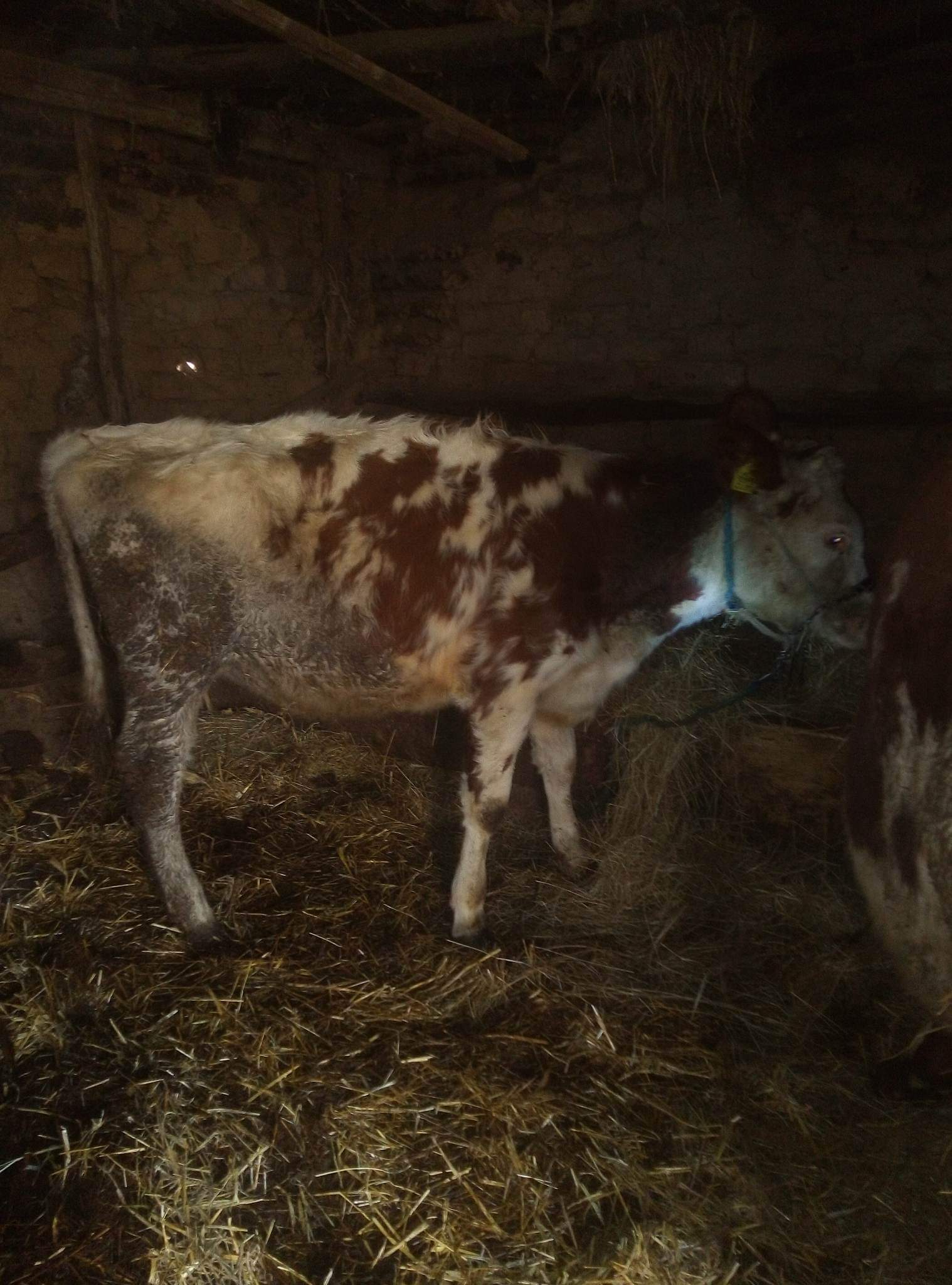 Se prodava zensko tele