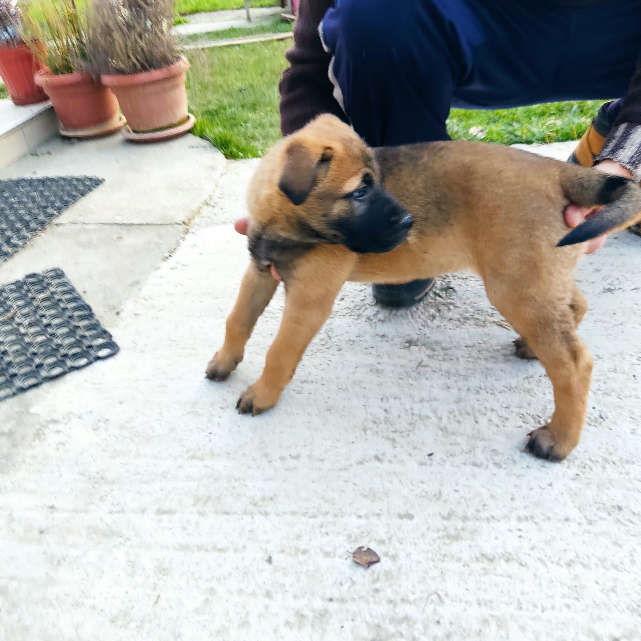 Bullmastiff / Germanski ovcar mix