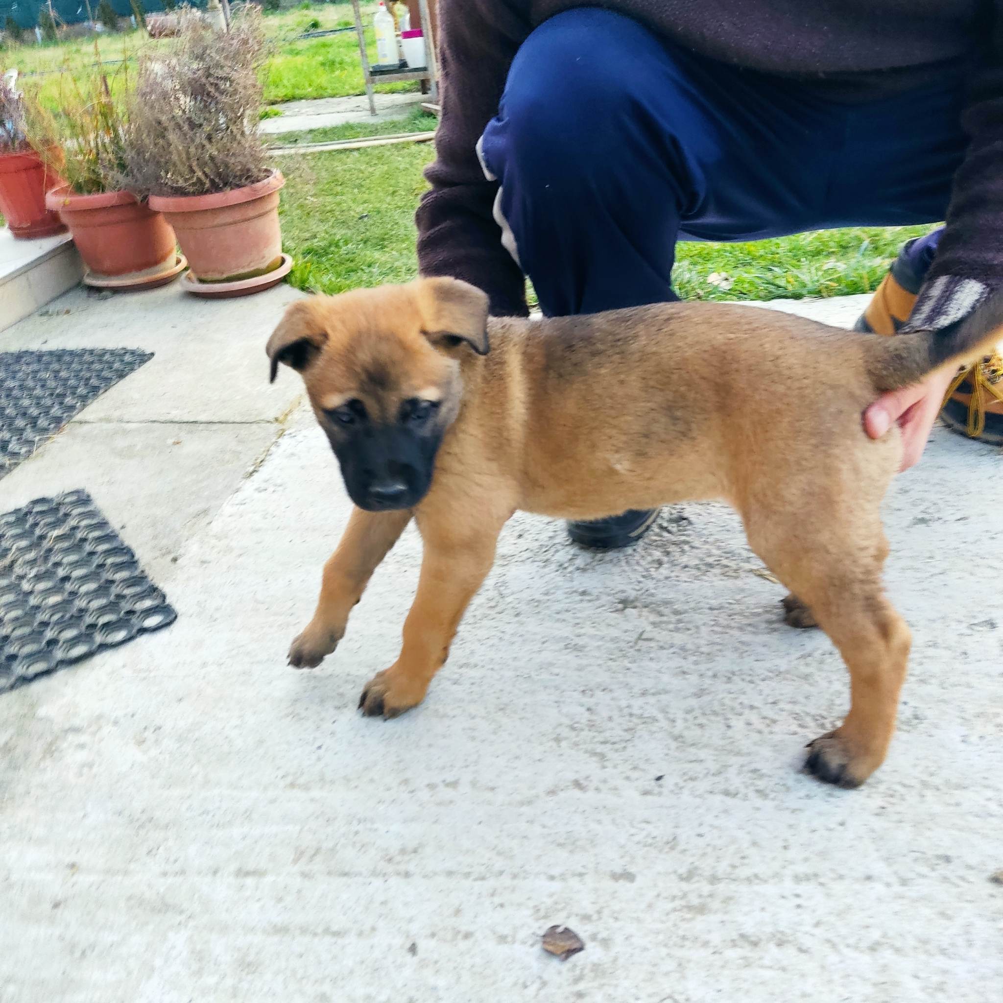 Bullmastiff / Germanski ovcar mix