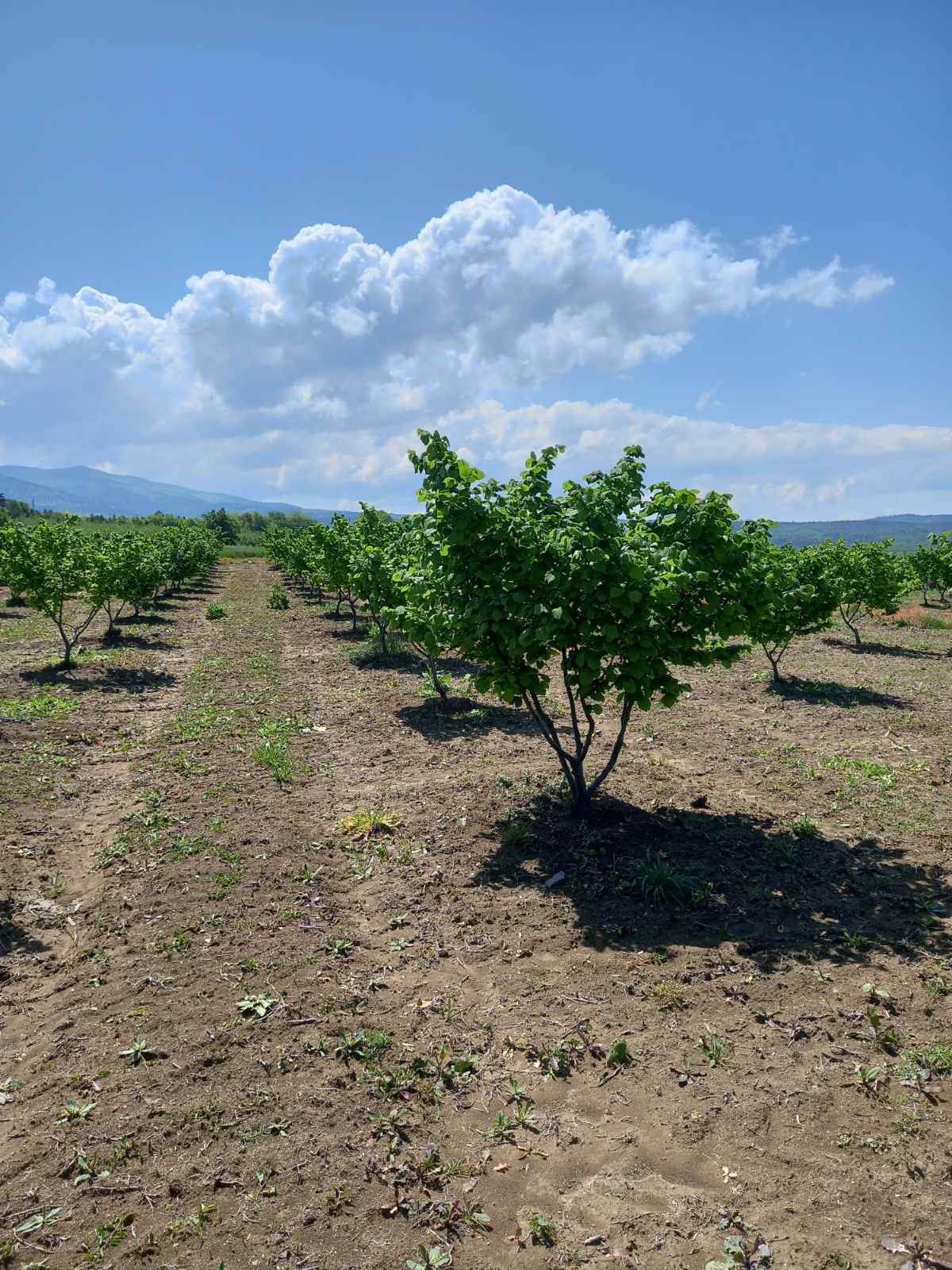 Nasad so lesnik … лешник