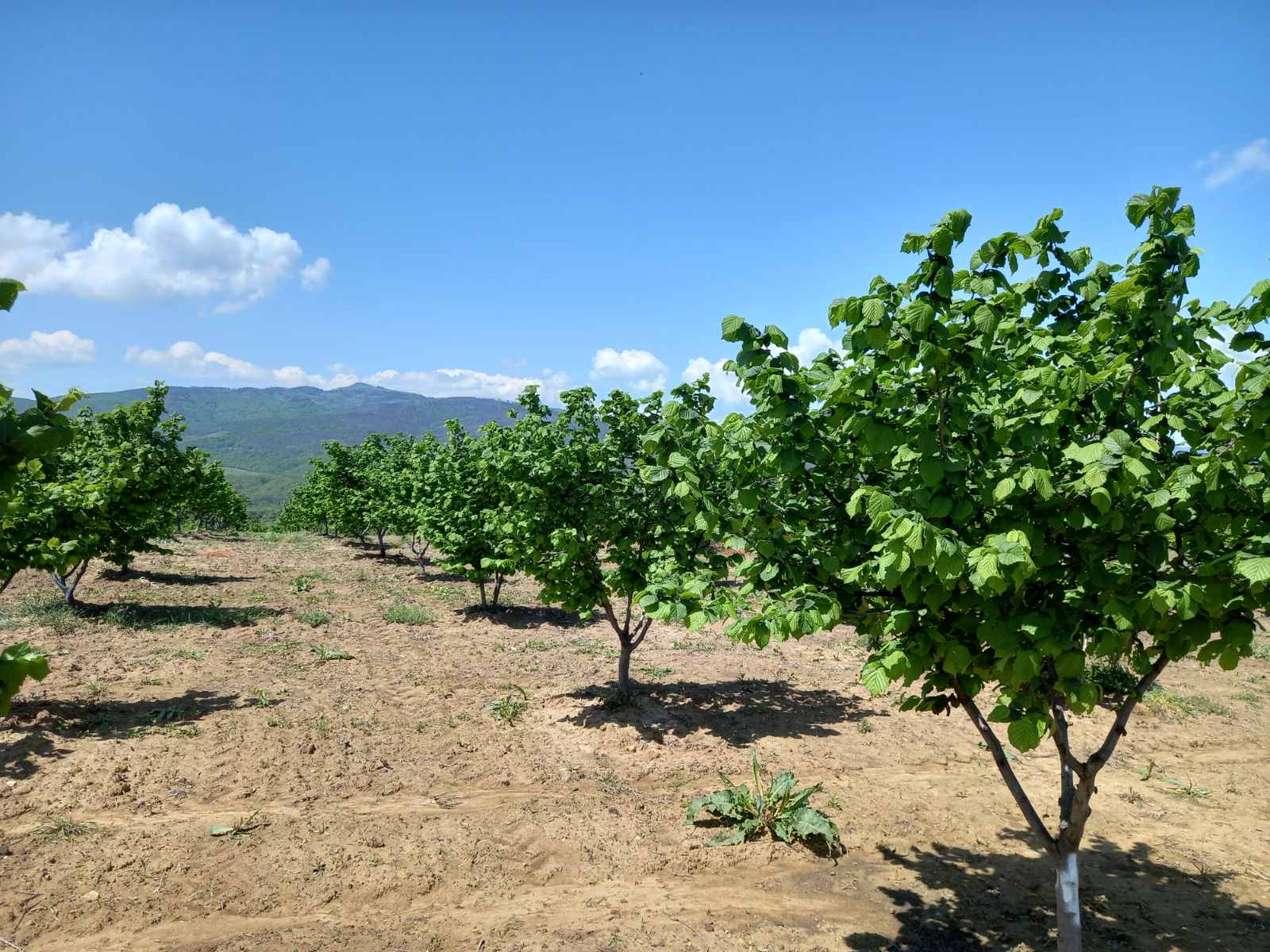 Nasad so lesnik … лешник