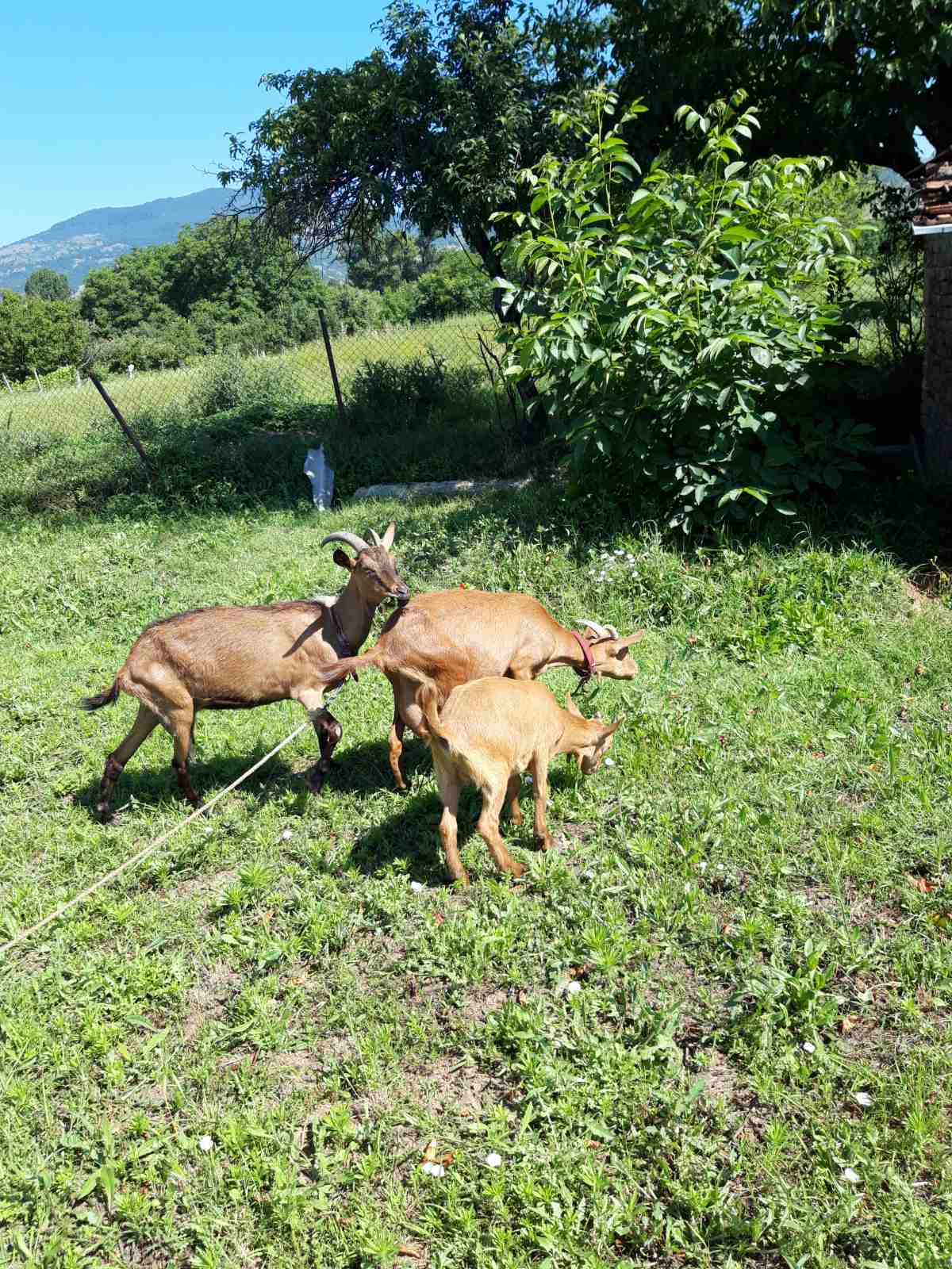 Se prodavaat dve kozi i edno zensko jare