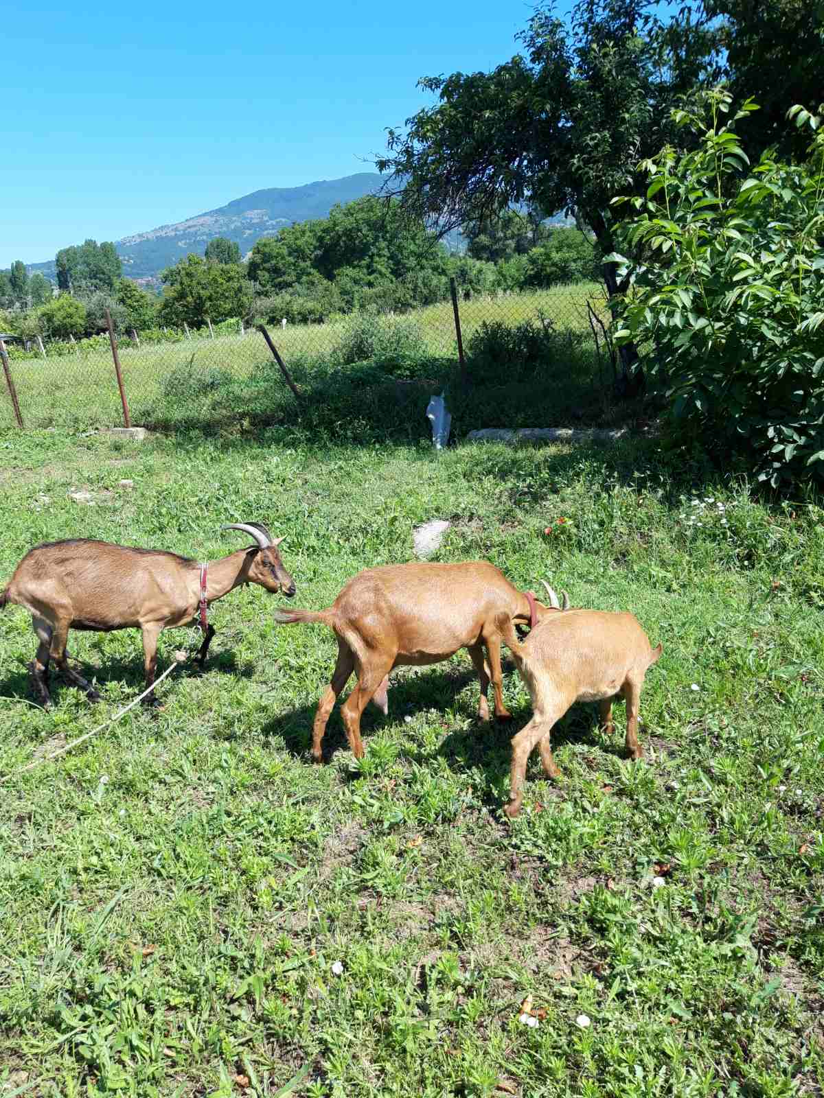 Se prodavaat dve kozi i edno zensko jare