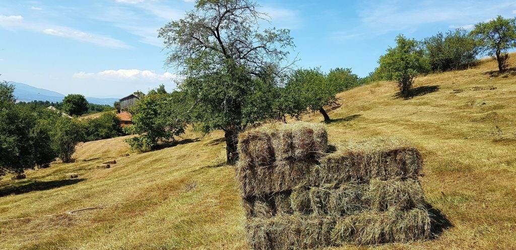 Ливадско сено / Livadsko seno