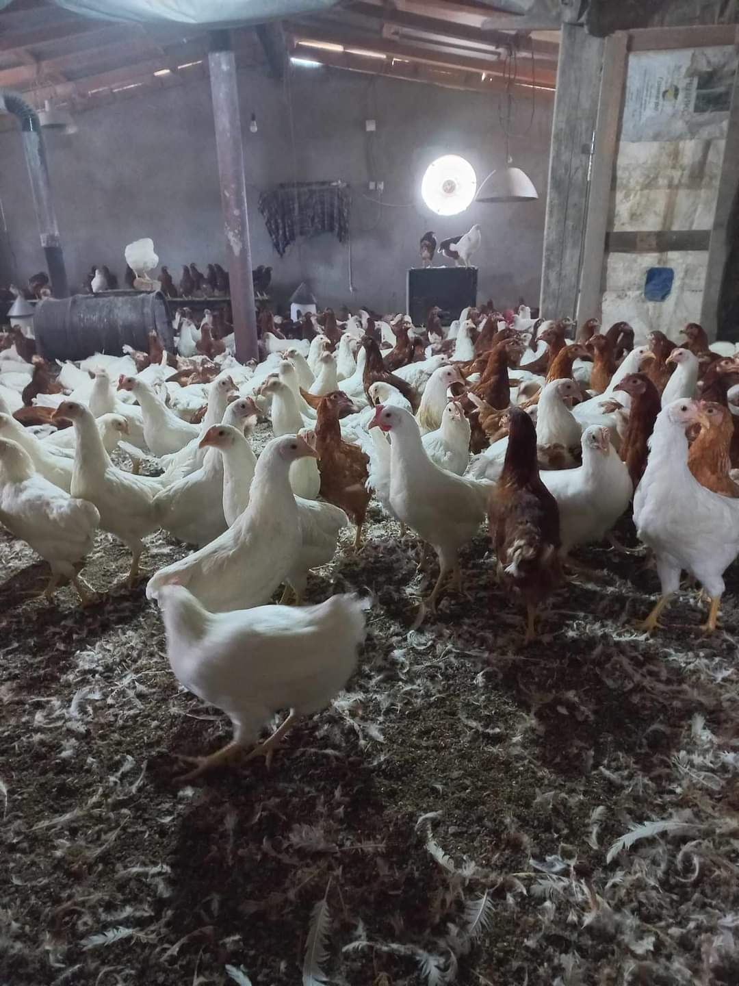 Jarki stari 19 nedela 071555460