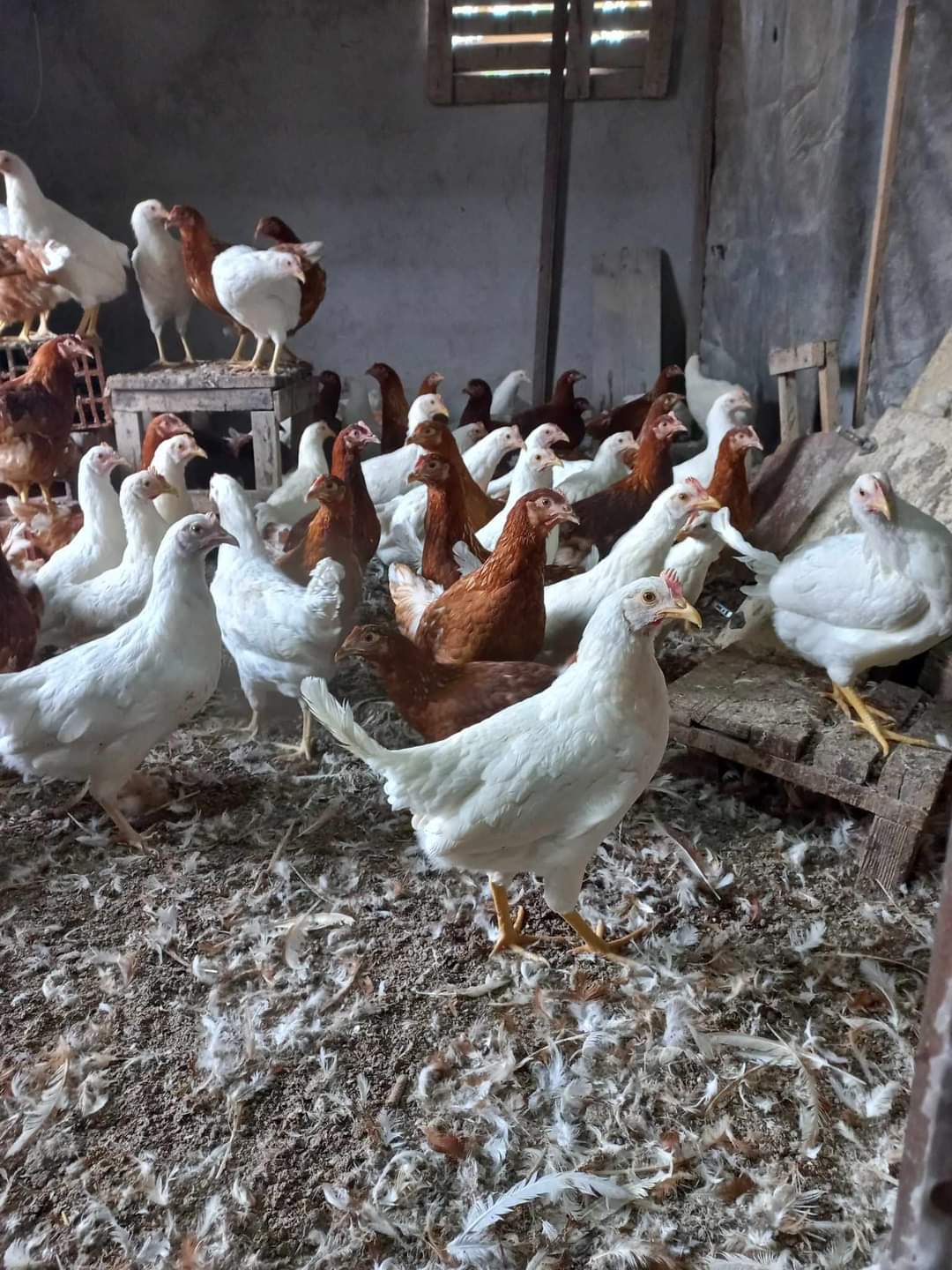 Jarki stari 19 nedela 071555460