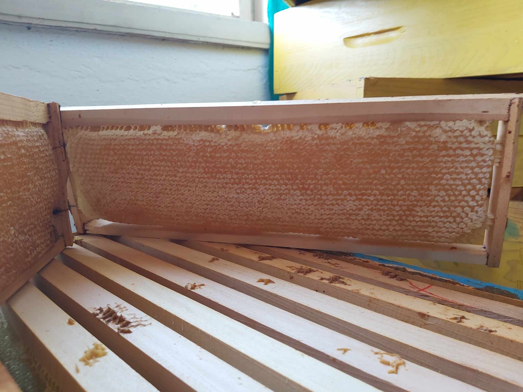 Priroden livadski med