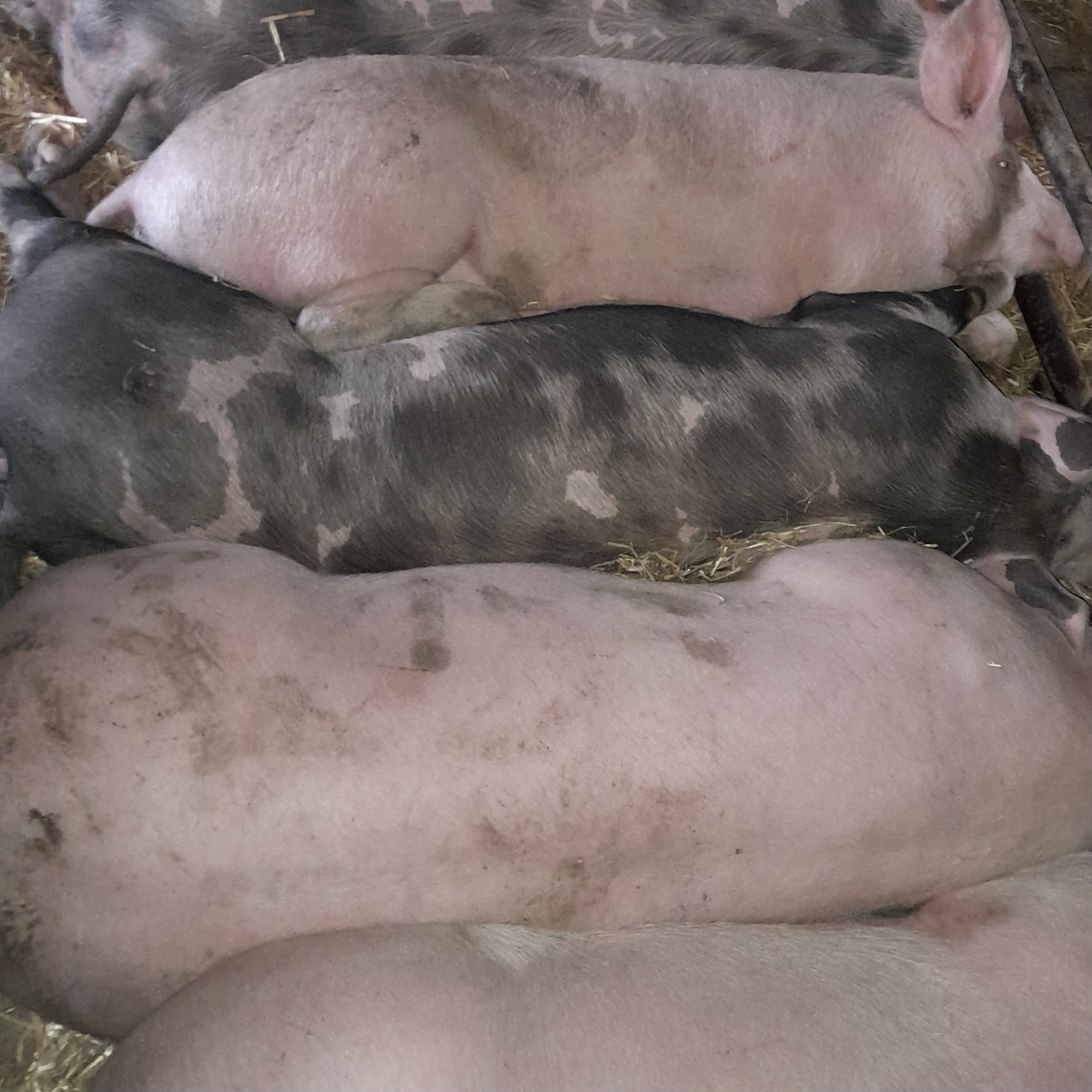 Svinji od 100 do 120 kg