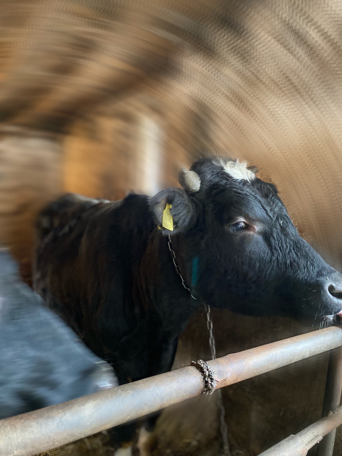 Se prodavaat Junci extra kvalitet