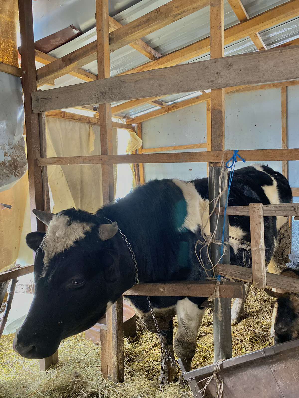 Se prodavaat Junci extra kvalitet