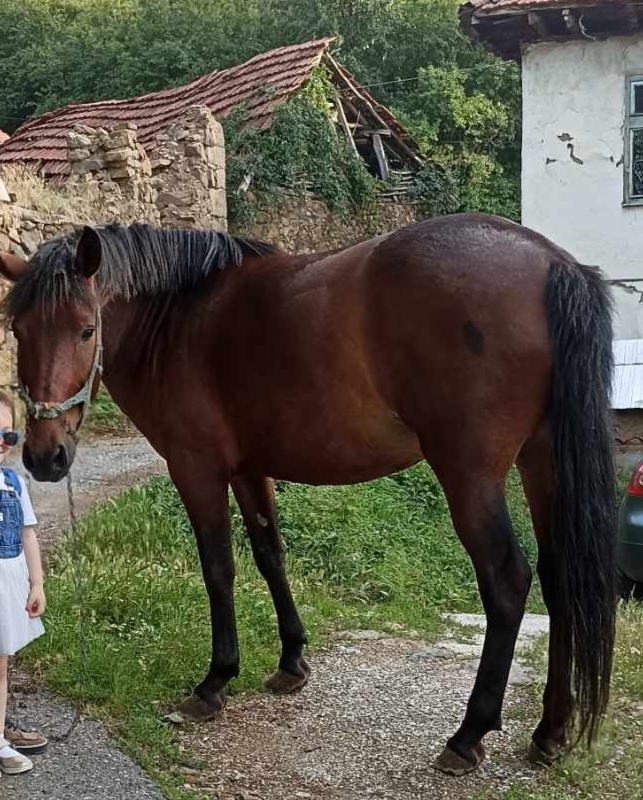 Се продава коњ