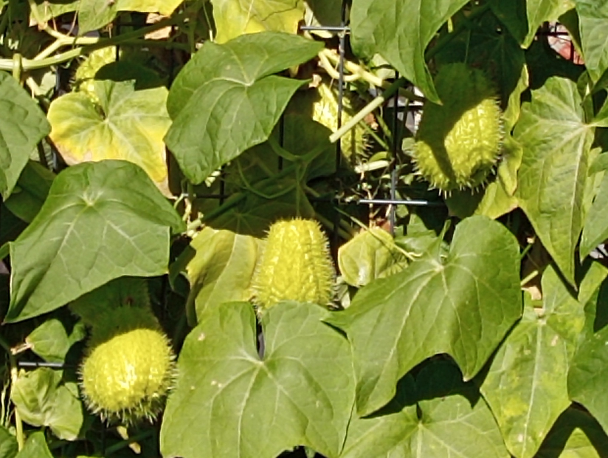 Продавам Chayote 071276467