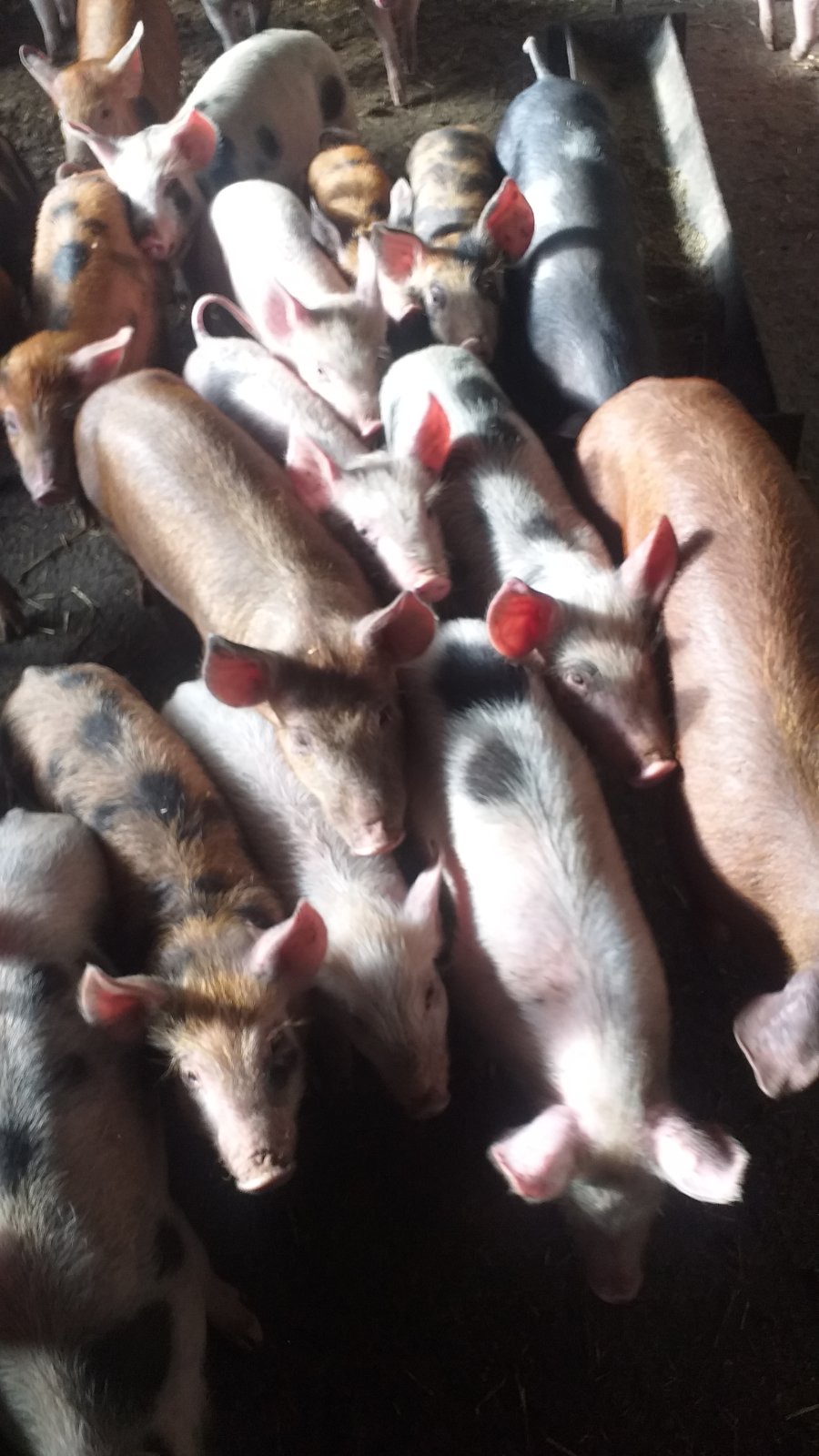 продавам прасиња 240ден