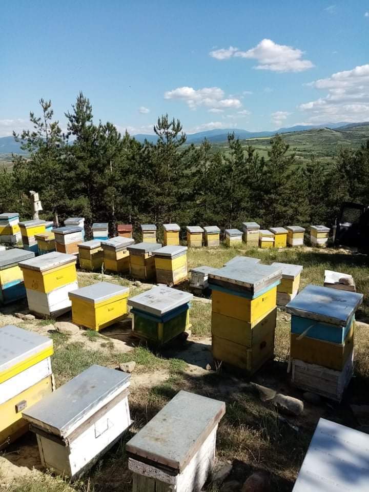 SE PRODAVA LIVADSKI MED