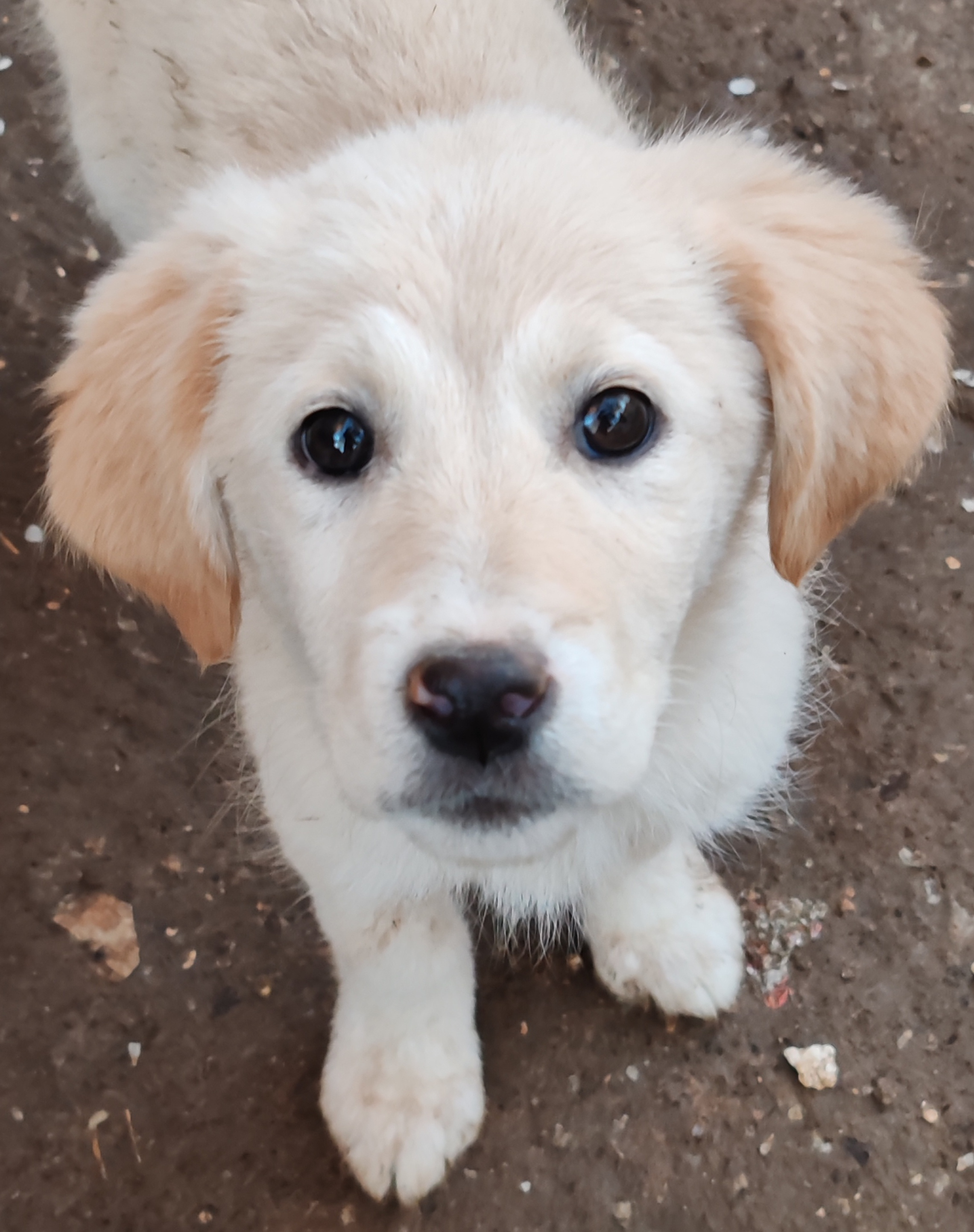 Се ПОДАРУВААТ мали кученца