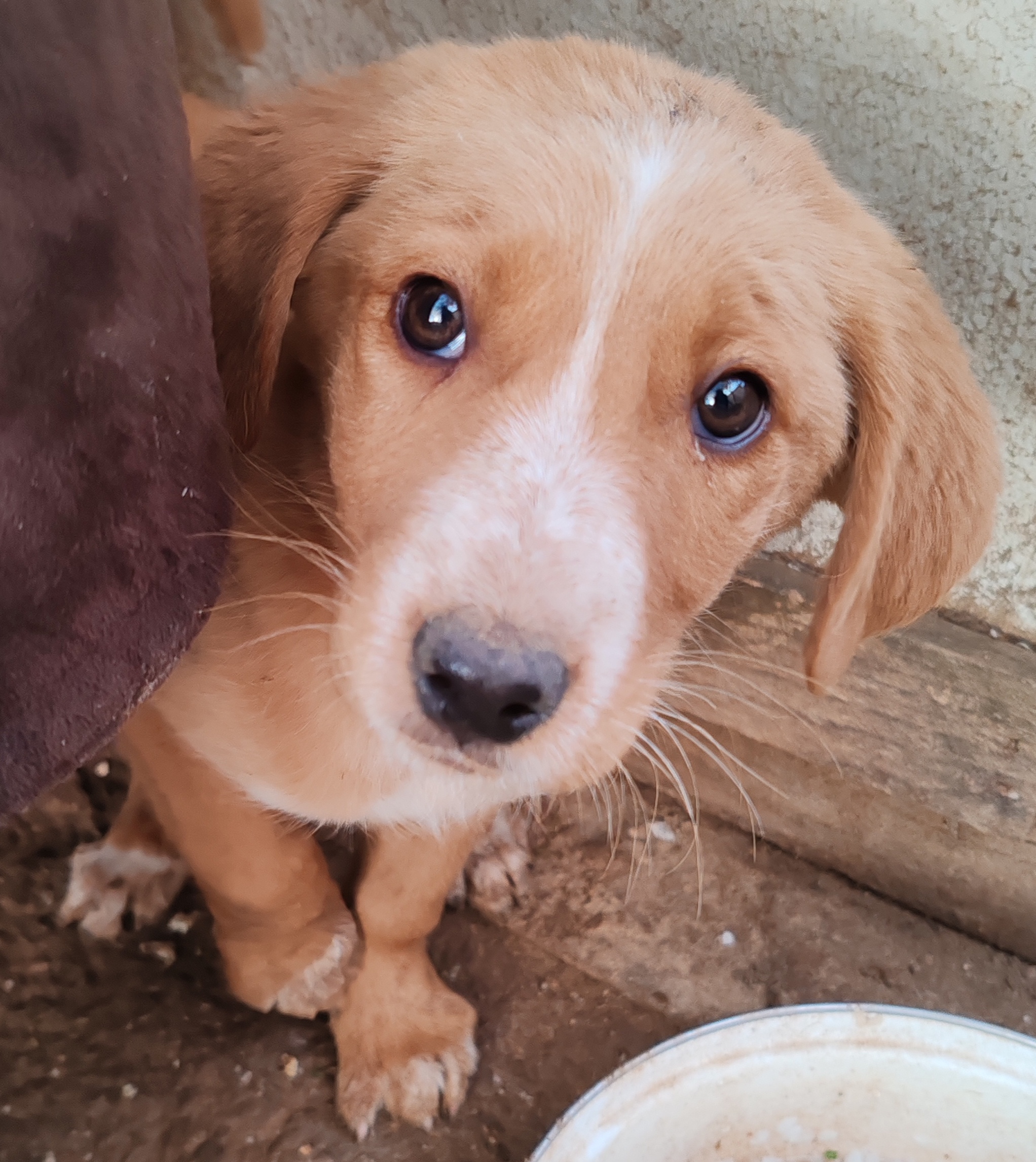 Се ПОДАРУВААТ мали кученца