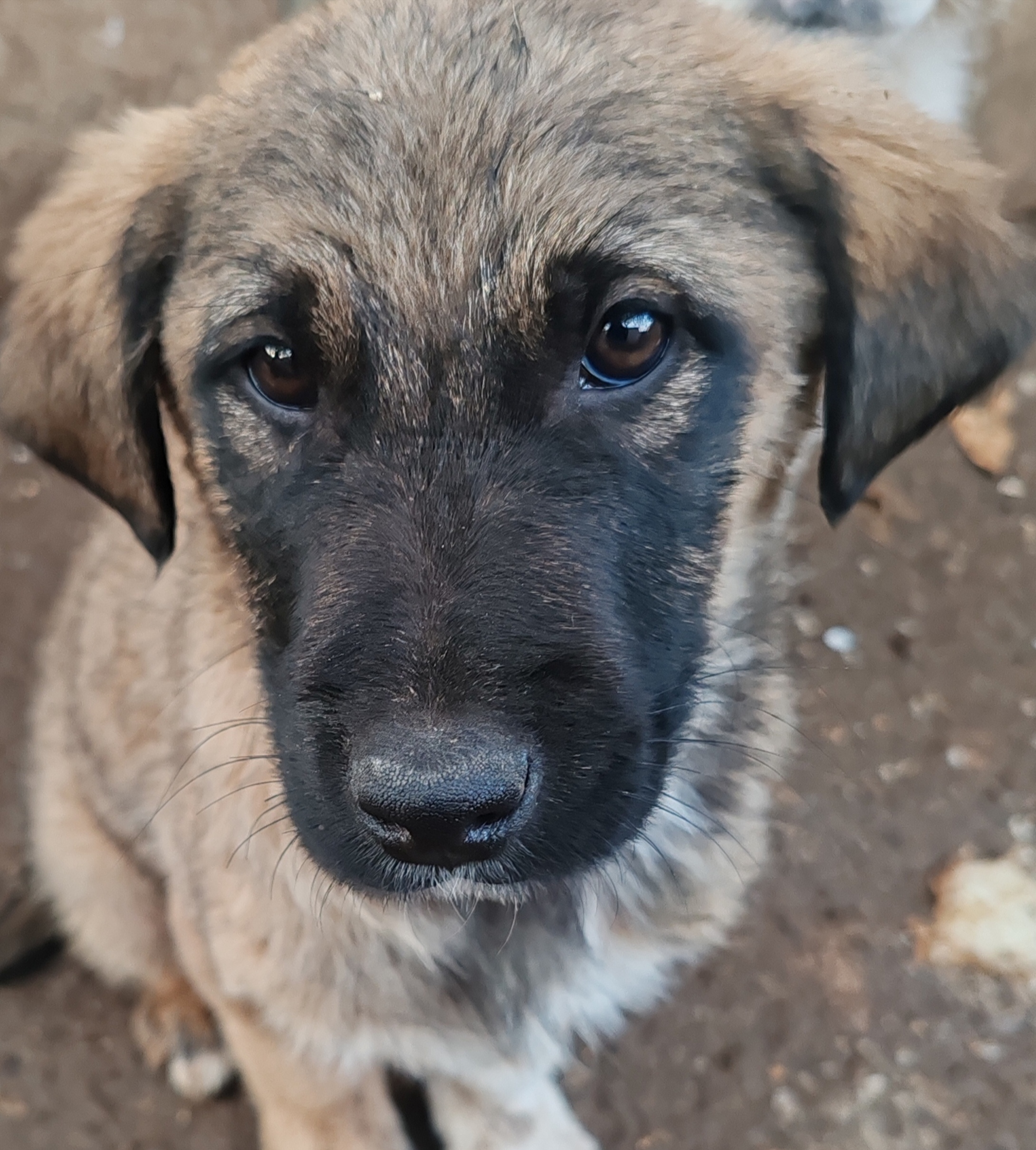 Се ПОДАРУВААТ мали кученца