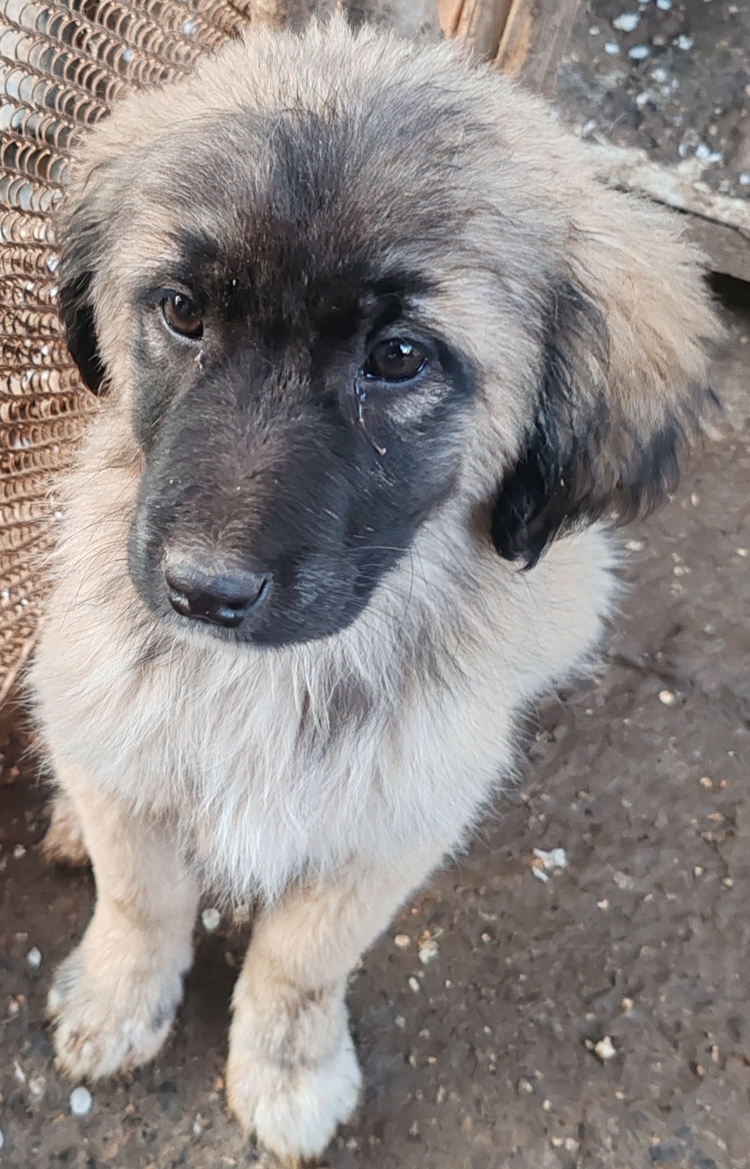 Се ПОДАРУВААТ мали кученца