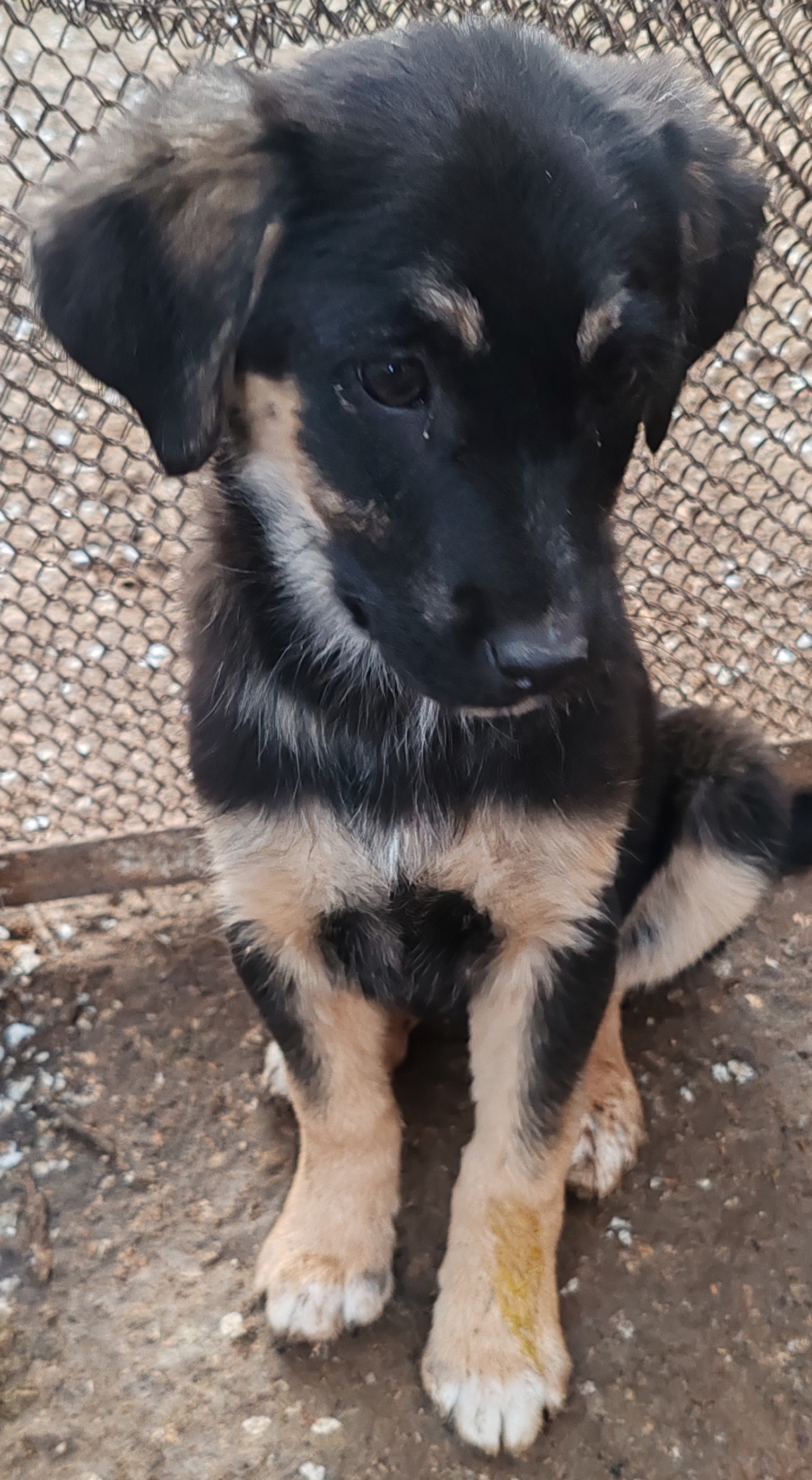 Се ПОДАРУВААТ мали кученца