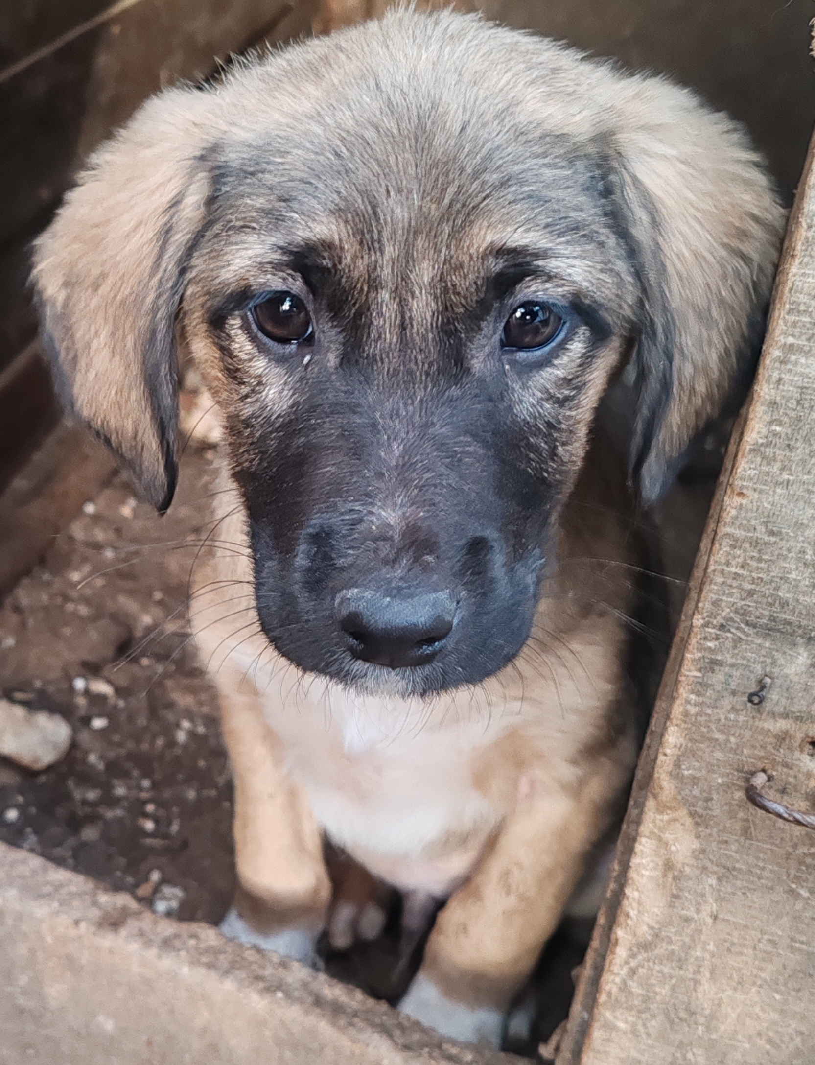 Се ПОДАРУВААТ мали кученца