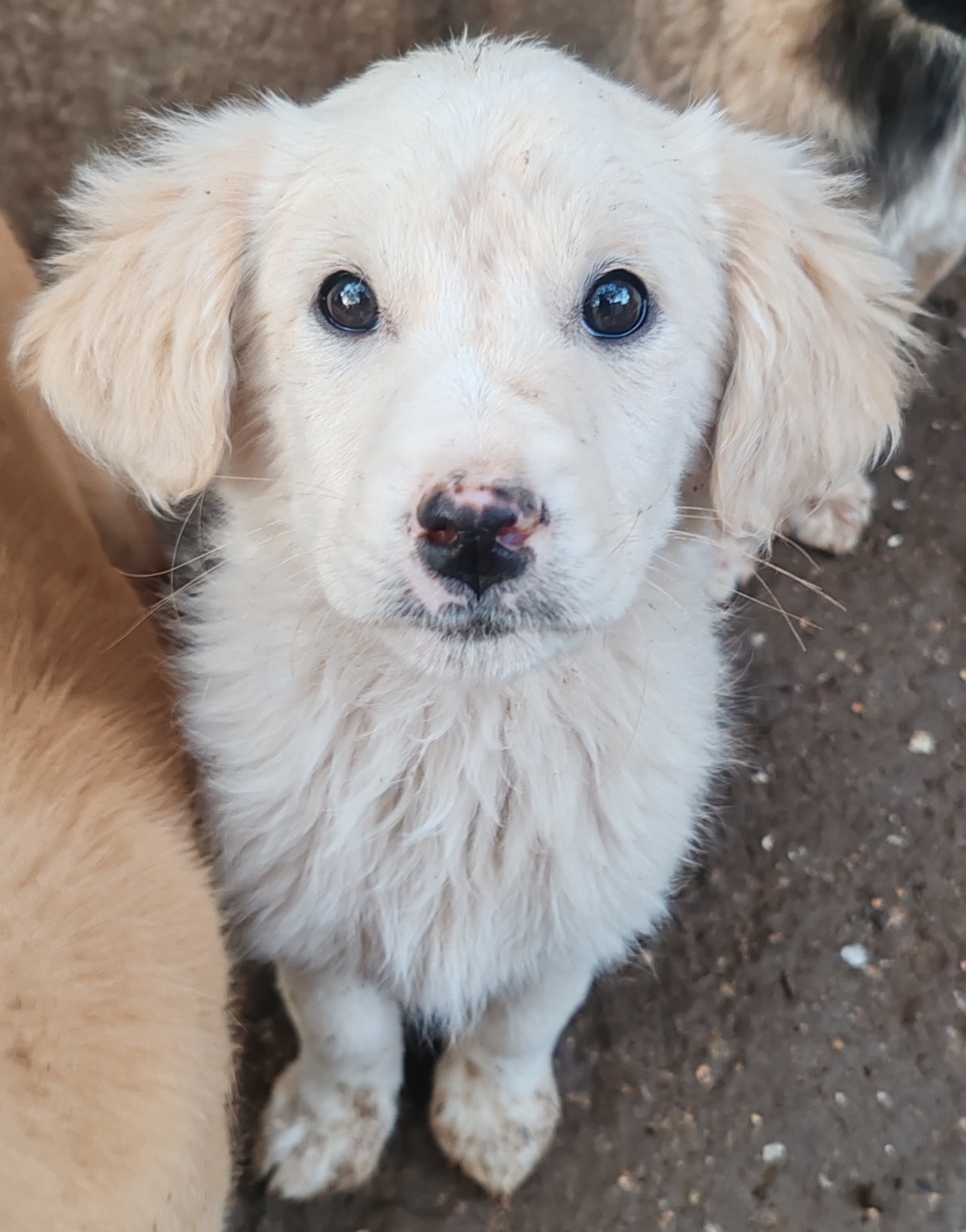 Се ПОДАРУВААТ мали кученца