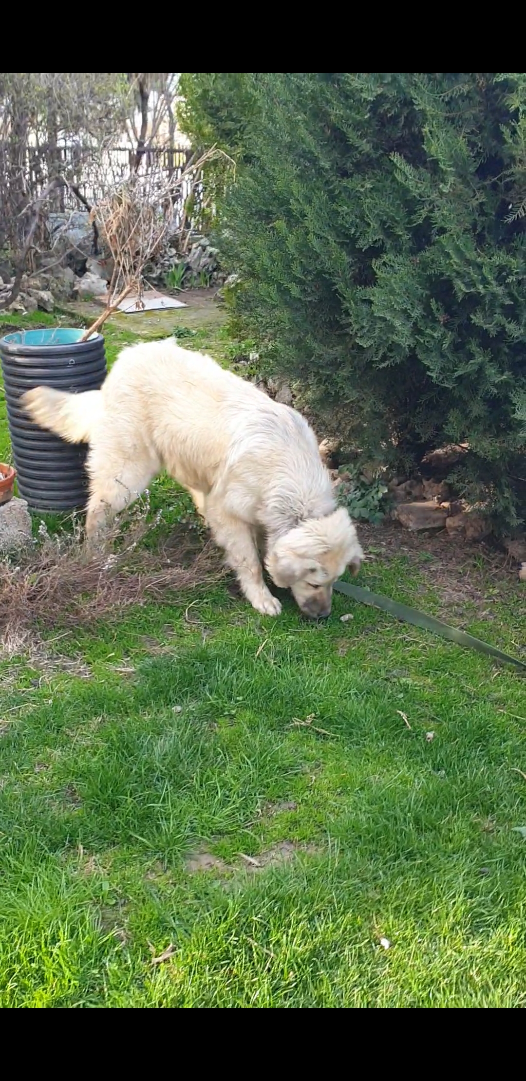 Продавам женско куче шарпланинец 8 месеци старост. Вакцинирано и прочистено од паразити.