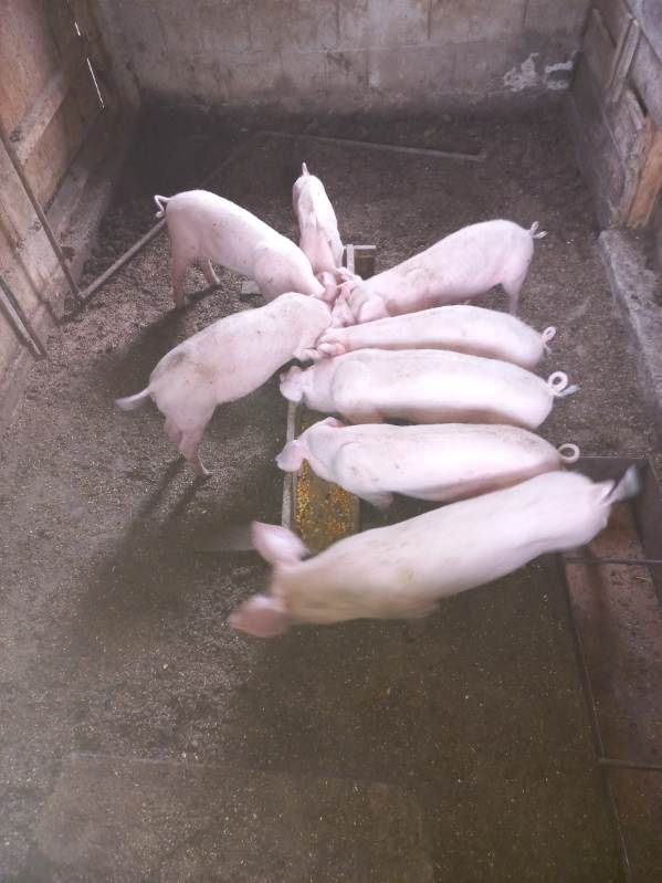 Se prodavaat prasinja