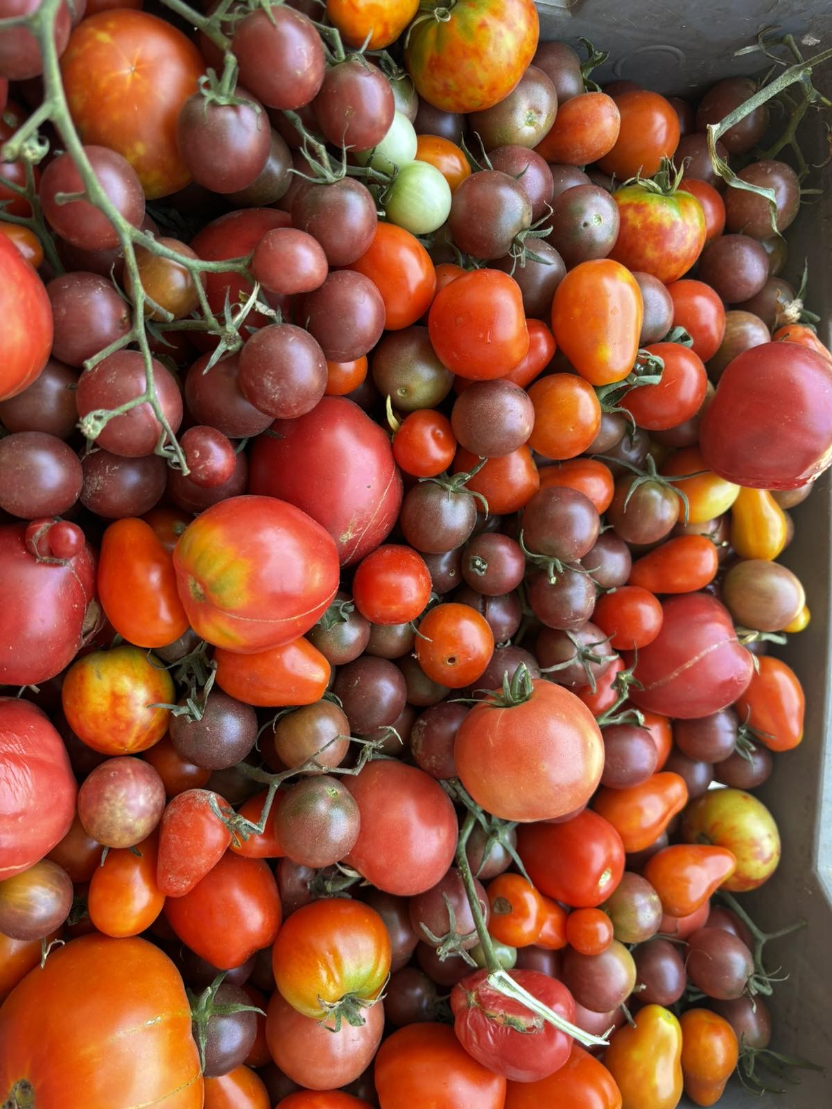 Органски зеленчук од стари семиња произведен без пестициди и фертилизатори на прочистена почва.