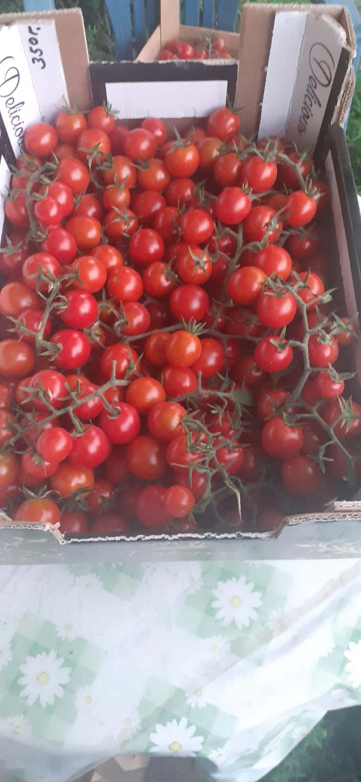 Органски шери домати