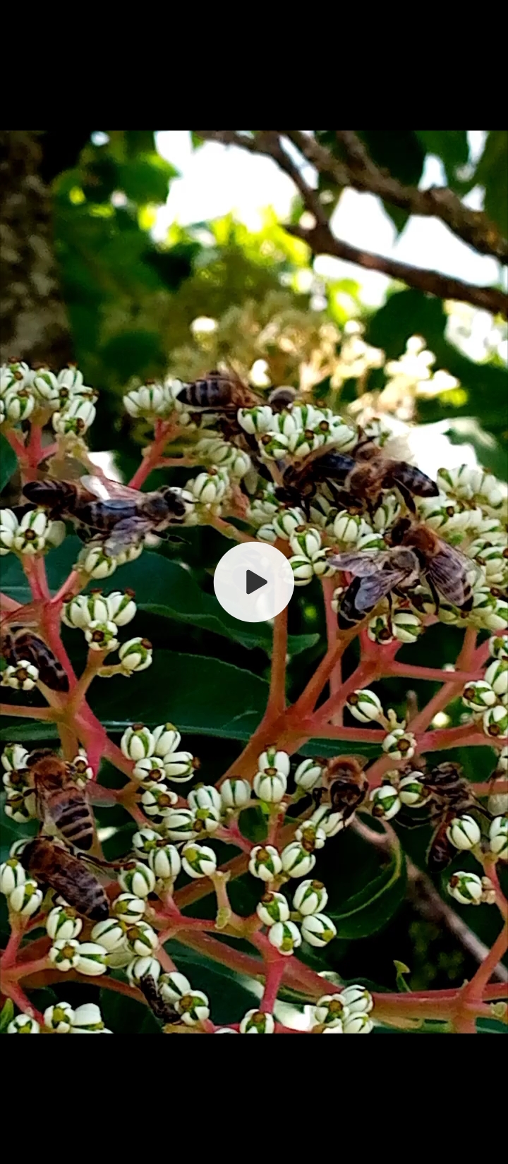 Продавам повеќегодишни садници медно дрво (euodia)