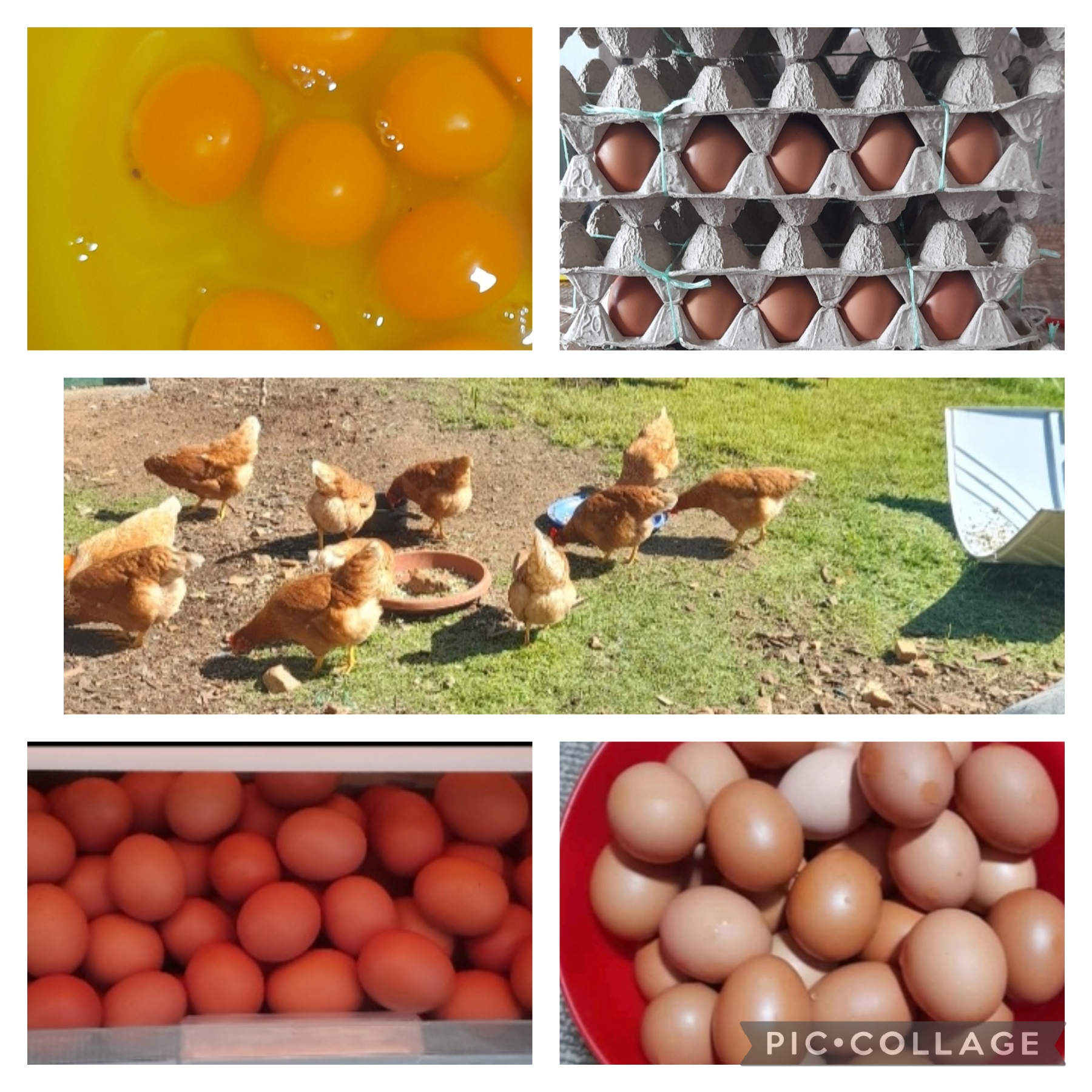 Домашни тазе јајца