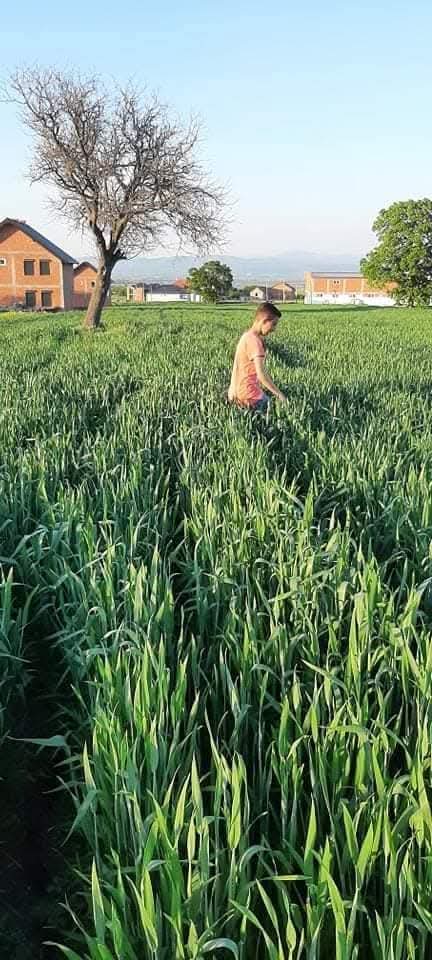 FOLIJARNO GJUBRIVO ZA ZITO